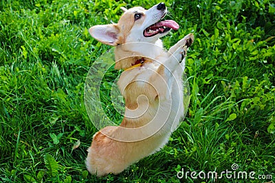 Photo of an emotional dog. Cheerful and happy dog breed Welsh Corgi Pembroke Stock Photo