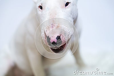 English Bull Terrier white dog is furious and angry closeup.Beautiful doggy, pet concept, domestic animal. Stock Photo
