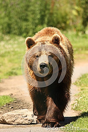 Photo of a European Brown Bear Stock Photo