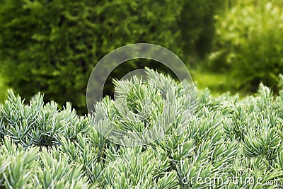 The photo of evergreen juniper bush with green needles. Ornamental thorns of Juniperus communis, treetop edges. Selective soft foc Stock Photo