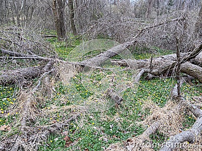 Fallen Debris in the Forest Stock Photo