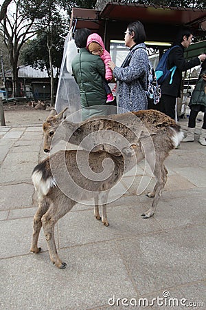 Fauna, wildlife, deer, goats, fur Editorial Stock Photo