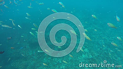 SCHOOLS OF FISH SWIMMING IN BORACAY, PHILIPPINES Stock Photo