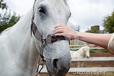 photo female hand stroking a horse muzzle in equestrian club Stock Photo