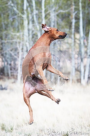 A female Rhodesian ridgeback dog is jumping high Stock Photo