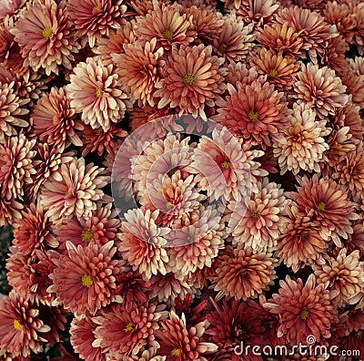 Photo filled with chrysanthemum flowers. Stock Photo