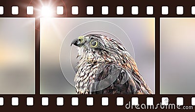 Photo film with hawk. Vector illustration of predatory bird Vector Illustration