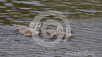 Baby Mute swans signets swimming Stock Photo
