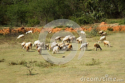 A flock of goats grazing in India Stock Photo