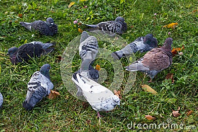 Photo of a flock of pigeons on green grass. Close-up. Stock Photo