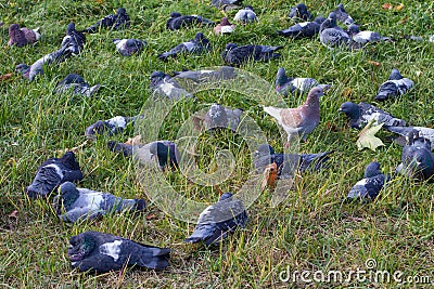 Photo of a flock of pigeons on green grass. Stock Photo