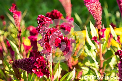 A photo of a flower celosia comb. Largly Stock Photo