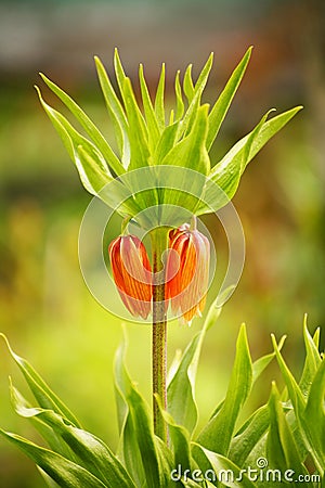 Photo of a flower cluster of a Tulip - red, looking down buds, beautiful crown green pointed leaves. Stock Photo