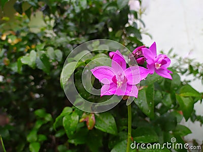 Photo flower, cool and beautiful, dark purple. Stock Photo