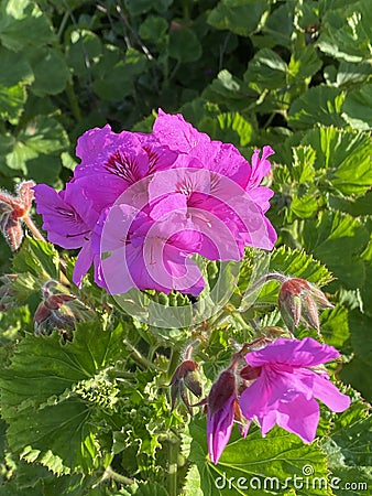 Photo of the flower of Horseshoe geranium , Common pelargonium , Horseshoe Stork`s-bill Stock Photo