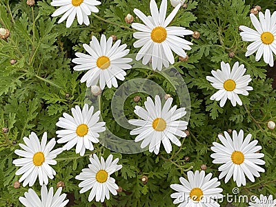 Photo of the Flower of Leucanthemum Vulgare or the Ox-Eye Daisy Stock Photo