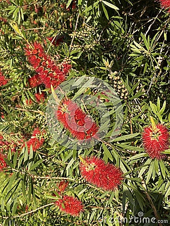 Photo of Flower of Melaleuca Citrina Common Red Crimson or Lemon Bottlebrush Stock Photo