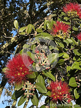 Photo of Flower of Metrosideros Excelsa Pohutukawa New Zealand Christmas Tree New Zealand Christmas Bush Stock Photo