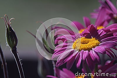 Photo of a flower of a plant in a bouquet. Daisy flower. Stock Photo