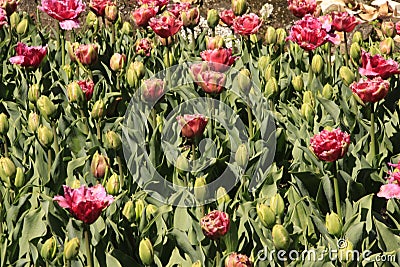 Photo of the flower of Tulips Tulipa Stock Photo