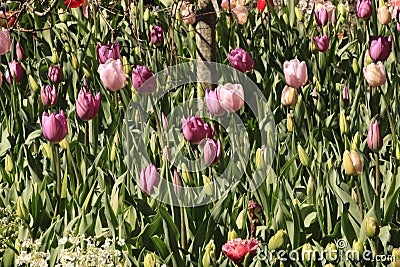 Photo of the flower of Tulips Tulipa Stock Photo