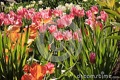 Photo of the flower of Tulips Tulipa Stock Photo