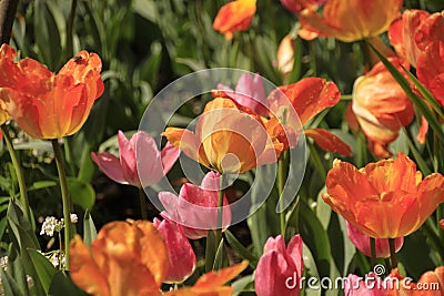 Photo of the flower of Tulips Tulipa Stock Photo