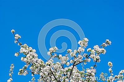 Photo of flowering branch of apple tree in spring against the bl Stock Photo