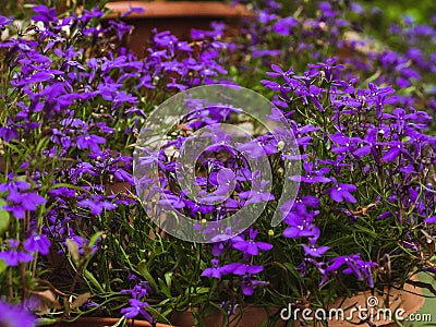 Photo of flowers growing in the city park Stock Photo