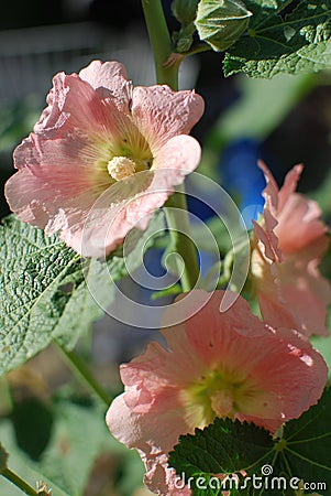 Photo flowers mallow on nature background. Stock Photo