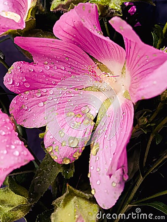 Summer dewdrops on the petals Stock Photo