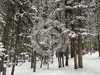 Photo of Winter Forest of Subalpine Fir and Limber Pine in Echo Lake Colorado USA Stock Photo