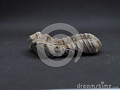 fossilized trilobite Stock Photo