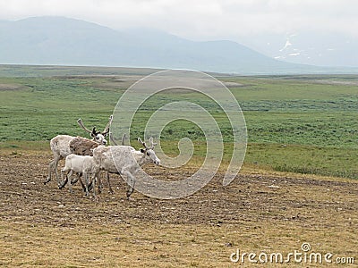 Photo of four deer in the tundra Stock Photo