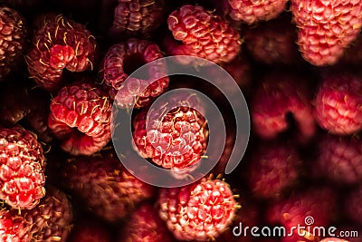 Fresh organic ripe raspberry - forest fruit Stock Photo