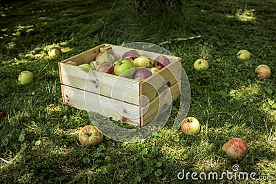 Photo of freshly picked red apples in a wooden crate Stock Photo