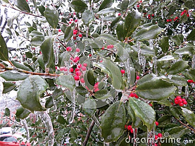 Frozen Holly Leaves and Red Berries in Winter in February Stock Photo