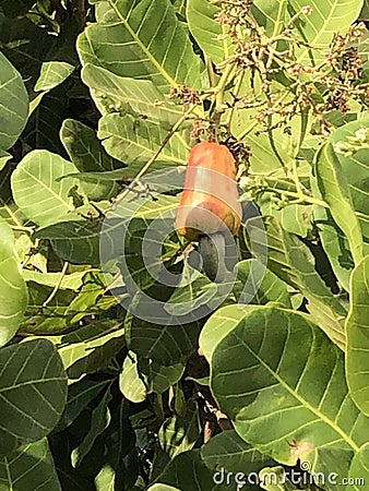 Photo of Fruit of Cashew Tree Anacardium Occidentale Stock Photo