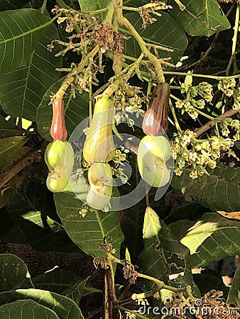 Photo of Fruit of Cashew Tree Anacardium Occidentale Stock Photo