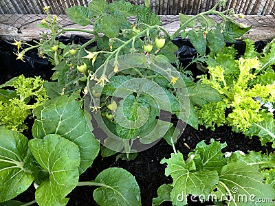 Photo of the fruit of green Heartbreaker tomato plant Stock Photo