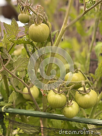 Photo of Fruit of green Tomato Moneymaker Stock Photo