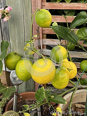 Photo of Fruit of Lemon Tree in Pot Stock Photo