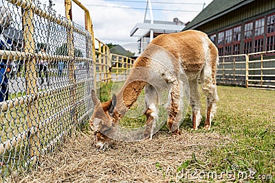 Photo of funny Alpaca grazing grass at the Canadian Food and Agriculture museum, with yellow fence behind. Editorial Stock Photo