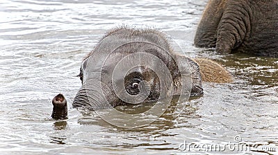 Picture with a funny young elephant swimming Stock Photo