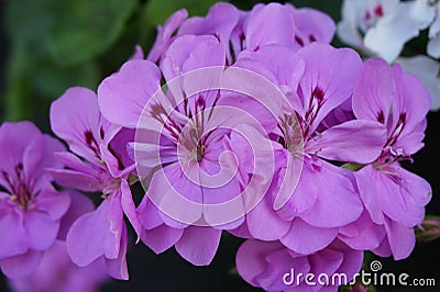 Photo of geranium group bright cerise pink flowers. Stock Photo