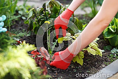 Photo of gloved woman hand holding weed and tool removing it from soil. Stock Photo