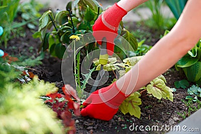 Photo of gloved woman hands with tool removing weed from soil Stock Photo
