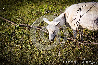 Goat grazing in the meadow in the summer Stock Photo
