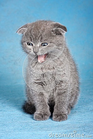 Gray british kitten meows Stock Photo