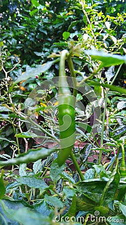 Photo of green chili in the gardan Stock Photo